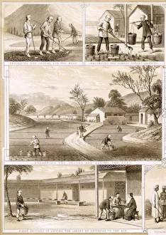Assam Collection: Assam tea industry in India