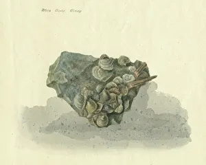 Cowling Prints: Assemblage of fossil bivalves, gastropods and ammonites