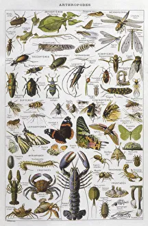 Articulated Collection: Assorted Arthropods