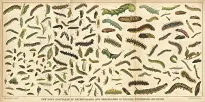 Caterpillars Prints: Assorted Caterpillars