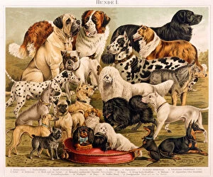 Images Dated 28th February 2019: ASSORTED DOG BREEDS