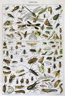Kinds Collection: Assorted Insects
