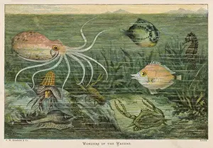 Octopus Prints: Assorted Marine Life
