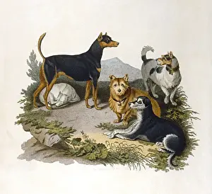 Assorted Terriers 1800