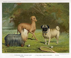 Breeds Collection: Assorted Toy Dogs