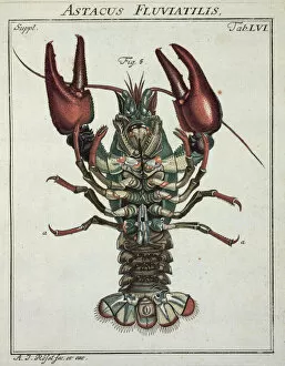 Hexapod Gallery: Astacus astacus Linnaeus, crayfish