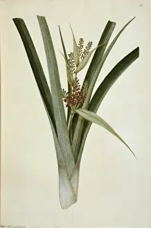 Astelia banksii, coastal astelia