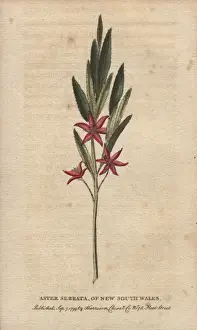 Aster Prints: Aster serrata of New South Wales