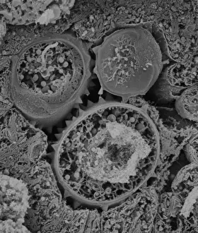 Magnification Prints: Asteraceae, daisy