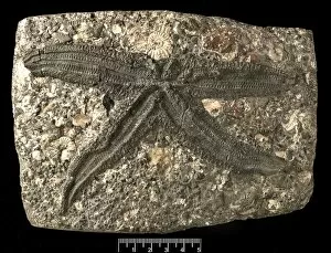 Mesozoic Collection: Asterias gaveyi, a fossil starfish