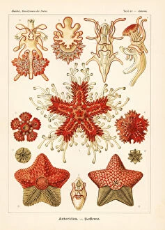 Glitsch Gallery: Asteriidae starfish