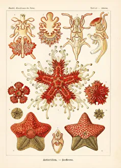 Glitsch Gallery: Asteriidae starfish