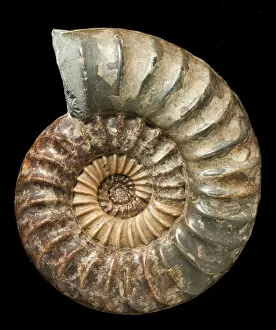 Mollusk Collection: Asteroceras, fossil ammonite