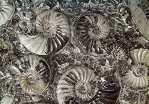 Asteroceras marstonensis and Promicroceras, ammonites