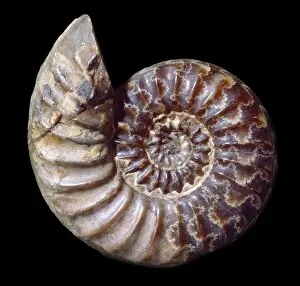 Ammonoid Gallery: Asteroceras obtusum, ammonite