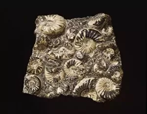 Ammonitida Collection: Asteroceras and promicroceras, ammonites