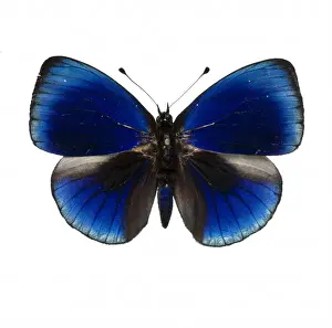 Lepidoptera Prints: Asterope leprieuri, butterfly