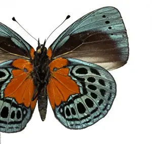 Asterope leprieuri, butterfly