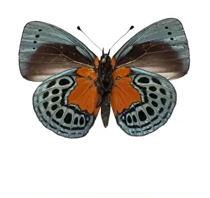Nymphalidae Prints: Asterope leprieuri, butterfly