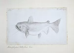 Alfred Russel Wallace Gallery: Asterophysus batrachus, ogre catfish