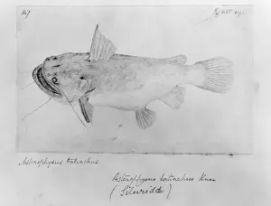 Asterophysus batrachus, ogre catfish