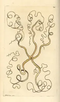 Starfish Prints: Asteroschema oligactes