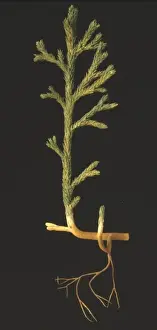 Asteroxylon mackiei, clubmoss