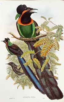 Astrapia nigra, arfak astrapia