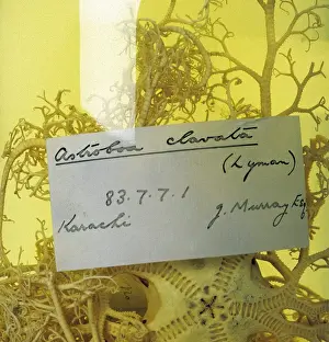 Echinodermata Prints: Astroboa clavata, basketstar