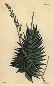 Succulent Prints: Astroloba spiralis