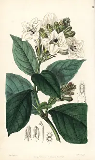 Scandens Prints: Asystasia scandens