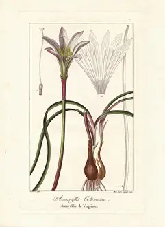 Mordantdelaunay Prints: Atamasco lily, Zephryanthes atamasco