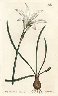 Lily Gallery: Atamasco lily, Zephyranthes atamasco
