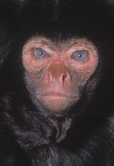 Haplorhini Gallery: Ateles paniscus, black spider monkey