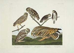 Agrotidae Gallery: Athene cunicularia, A. noctua, Glaucidium gnoma, Asio flamme