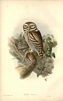 Athene noctua, little owl
