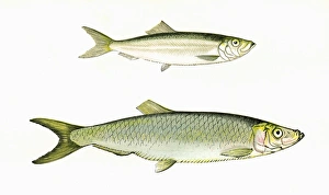 Skipper Collection: Atherina presbyter and Atherina boyeri