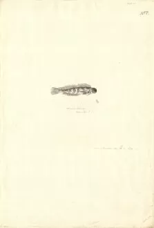 Atherinomorus lacunosus, hardyhead silverside