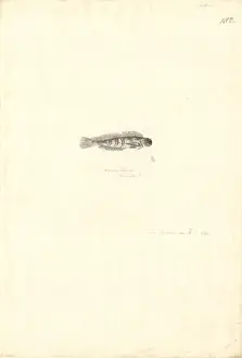 1754 1794 Prints: Atherinomorus lacunosus, hardyhead silverside