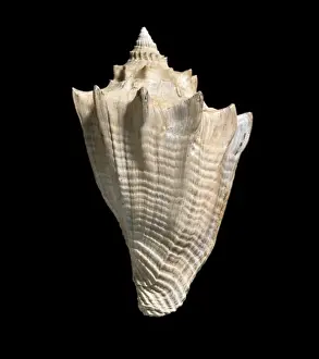 Cenozoic Prints: Athleta luctator, fossil sea snail