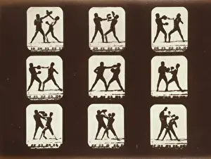 Athletes. Boxing
