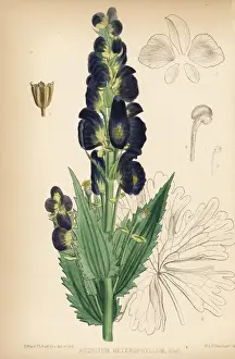 Atis or atees, Aconitum heterophyllum