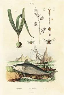 Du Casse Prints: Atlantic bluefin tuna and belitia orchid