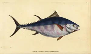 Donovan Prints: Atlantic bluefin tuna, Thunnus thynnus (endangered)