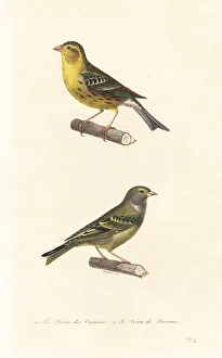 Fournier Prints: Atlantic canary and European serin