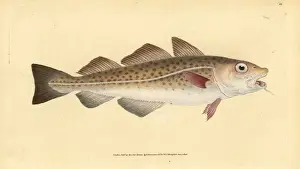 Gadus Prints: Atlantic cod, Gadus morhua. Vulnerable