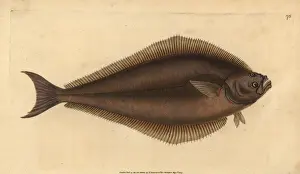 Donovan Prints: Atlantic halibut, Hippoglossus hippoglossus. Endangered