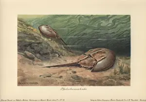 Horseshoe Prints: The Atlantic horseshoe crab (Limulus polyphemus)