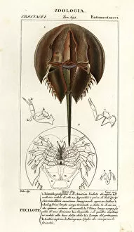 Crustacean Collection: Atlantic horseshoe crab, Limulus polyphemus