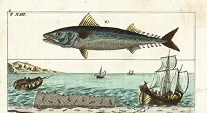 Hooks Gallery: Atlantic mackerel, and fishing methods with line and net